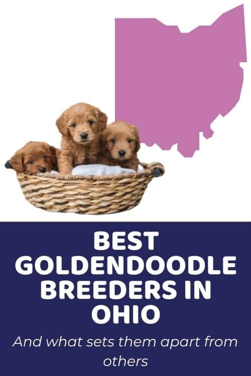 List of Top Ethical Goldendoodle Breeders In Ohio