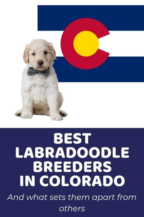 List of Top Ethical Labradoodle Breeders In Colorado