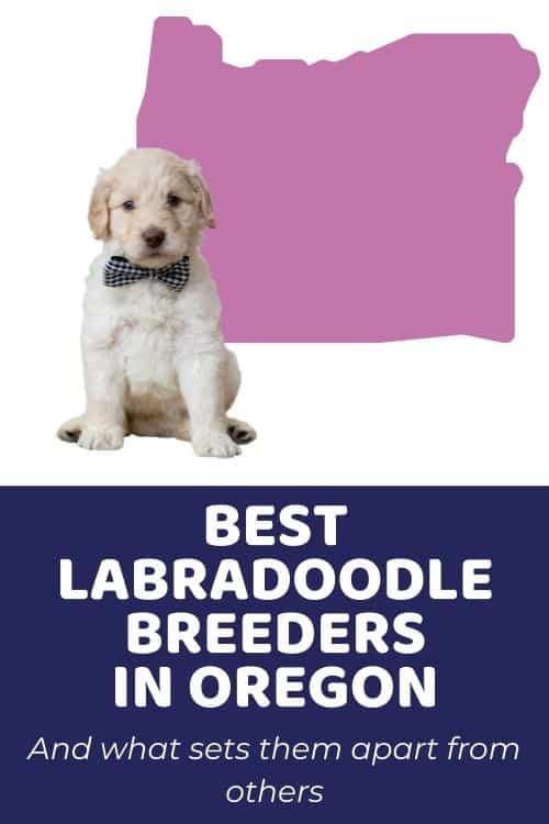 List of Top Ethical Labradoodle Breeders In Oregon