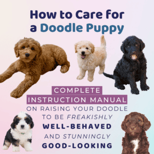 NEW How to Care for a Doodle Puppy Complete Instruction Manual On Raising Your Doodle To Be Freakishly Well-Behaved And Stunningly Good-Looking