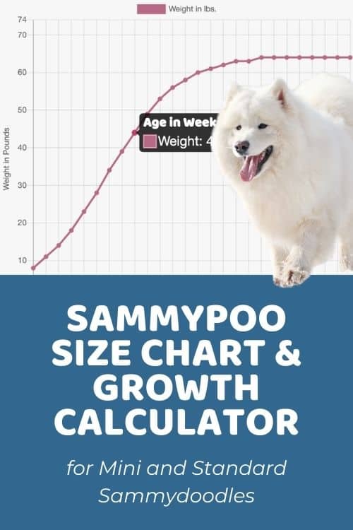 Sammypoo Size Guide Sammydoodle Size Chart & Growth Patterns
