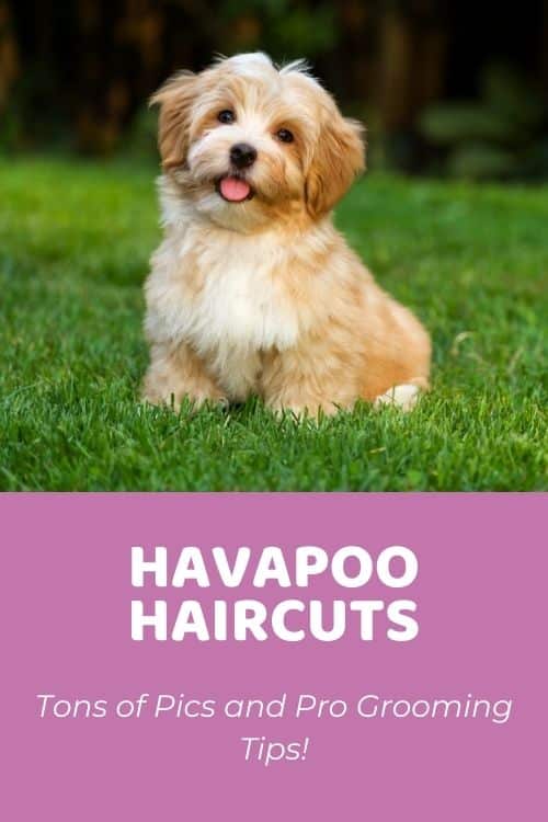 Top 5 Havapoo Haircuts & Grooming Tips From A Groomer!