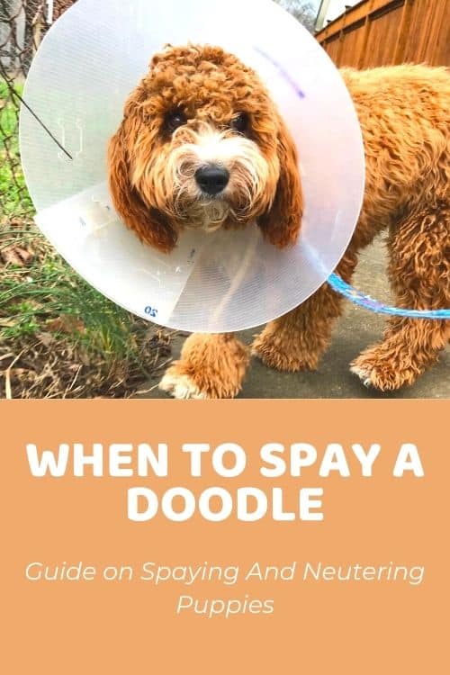 When To Spay A Goldendoodle Guide on Spaying And Neutering Puppies