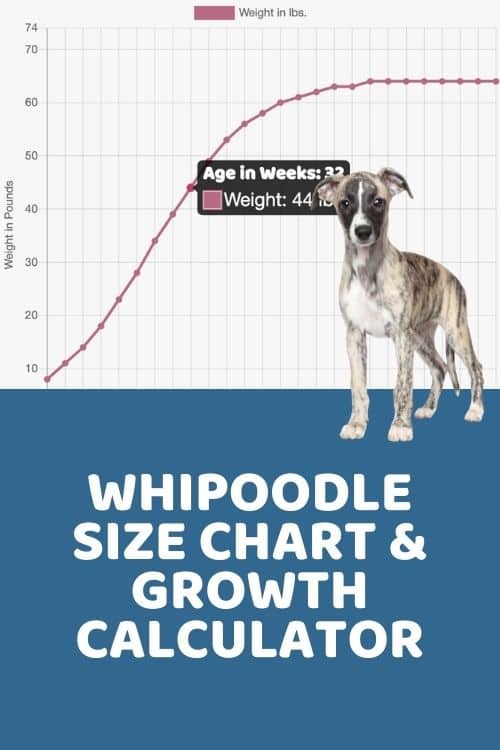 Whipoodle Size Guide Whipoo Size Chart & Growth Patterns