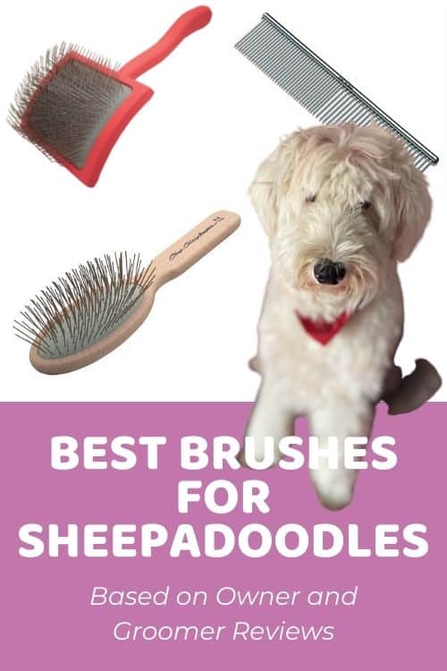 Best Brush For Sheepadoodle Recommended By Groomers & Doodle Owners!