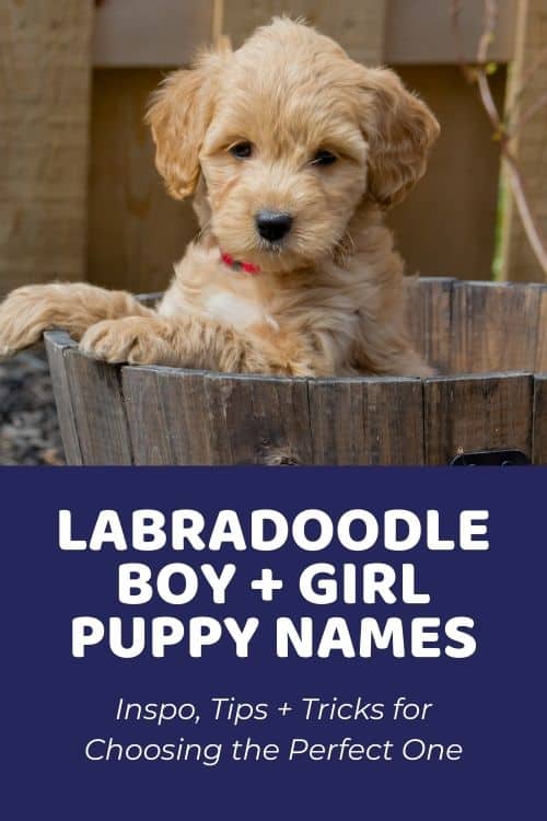 Best Labradoodle Names How To Choose The Perfect Name For Your Labradoodle Puppy