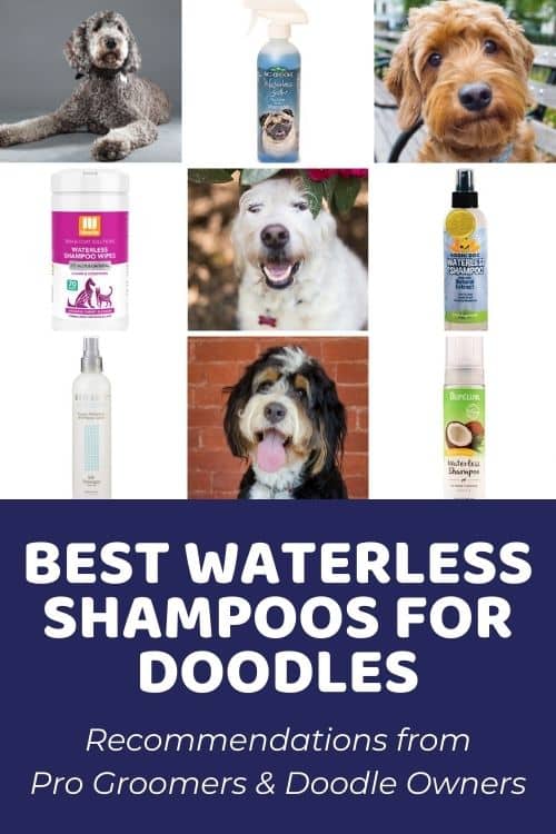 Best Waterless Shampoo for Dogs Recommendations for Doodles