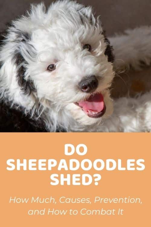 Do Sheepadoodles Shed How Much, Causes, Prevention, and How to Combat It
