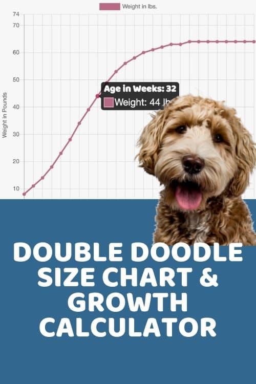Double Doodle Size Guide Size Chart & Growth Patterns for Double Doods