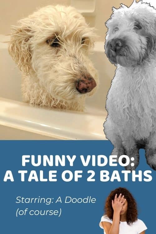 Funny Goldendoodle Video A Tale of Two Baths