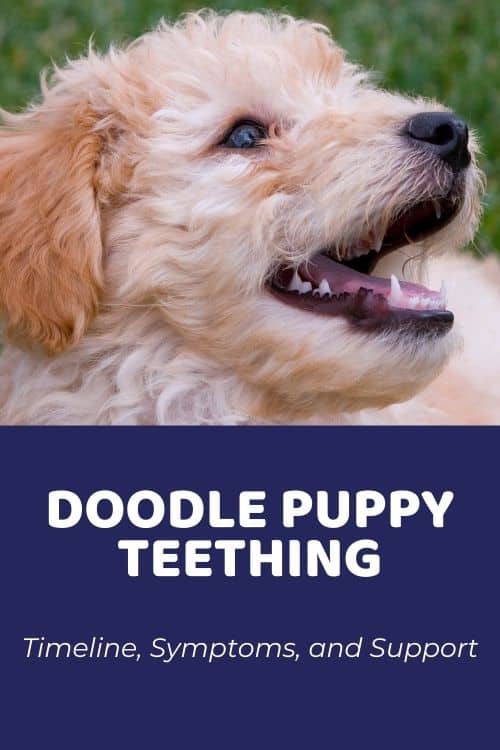 Goldendoodle Teething Timeline, Symptoms, and Support