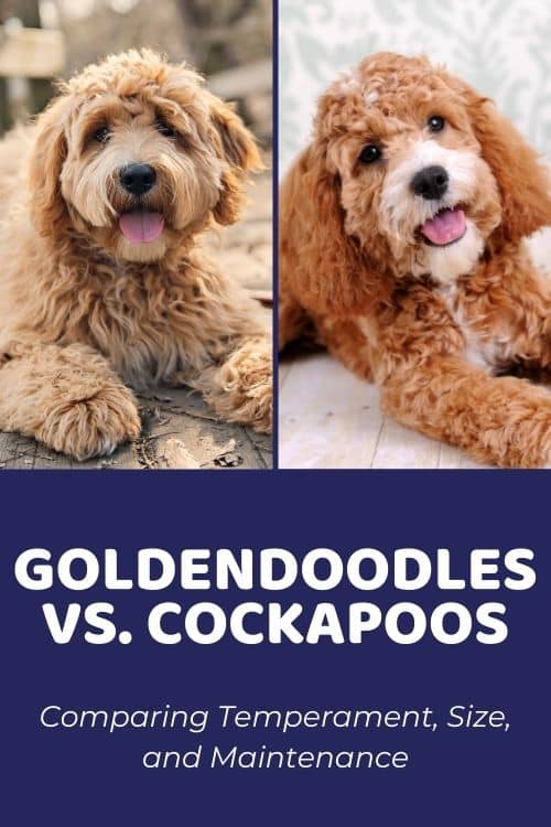 Goldendoodle vs Cockapoo Comparing Temperament, Size, and Maintenance