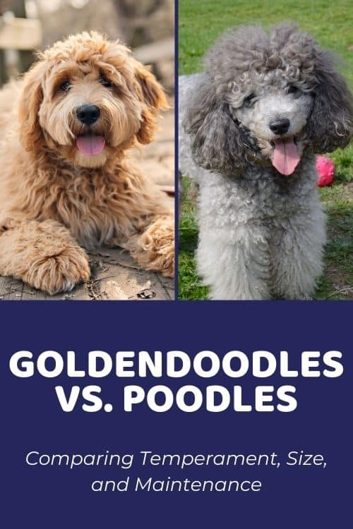 Goldendoodle vs. Poodle Comparing Temperament, Size, and Maintenance
