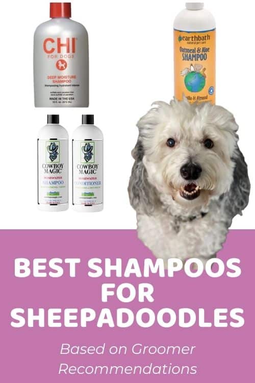 Groomer Recommended List of Best Shampoo for Sheepadoodles