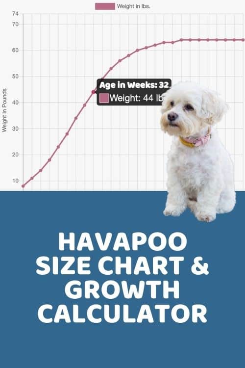 Havapoo Size Guide Havadoodle Size Chart & Growth Patterns