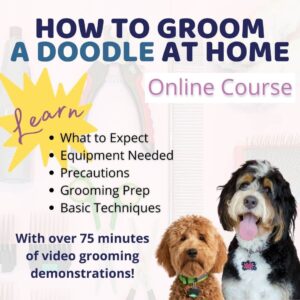 How to Groom A Doodle At Home