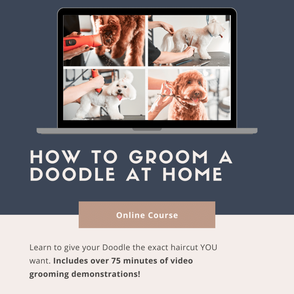 How to Groom a Doodle at Home online course for doodle owners