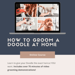 How to Groom a Doodle at Home online course for doodle owners