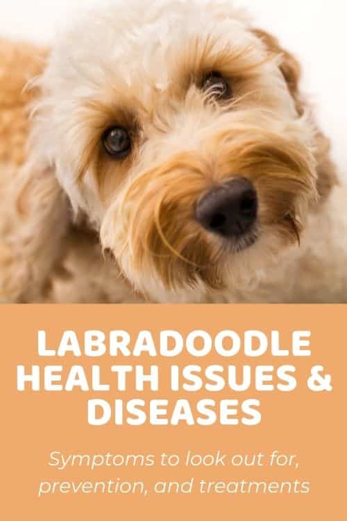 Labradoodle Health Issues And Diseases An Overview