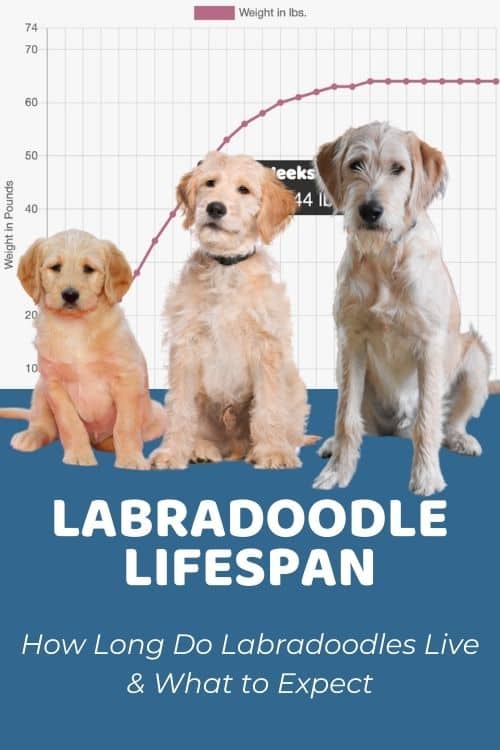 Labradoodle Lifespan How Long Do Labradoodles Live + What to ExpectLabradoodle Lifespan How Long Do Labradoodles Live + What to Expect