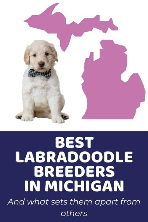 Labradoodles Michigan - List Of Top Ethical Labradoodle Breeders In Michigan