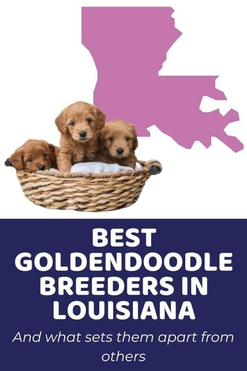 List Of Top Ethical Goldendoodle Breeders In Louisiana