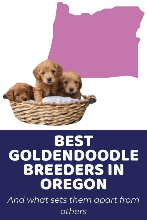 List Of Top Ethical Goldendoodle Breeders In Oregon