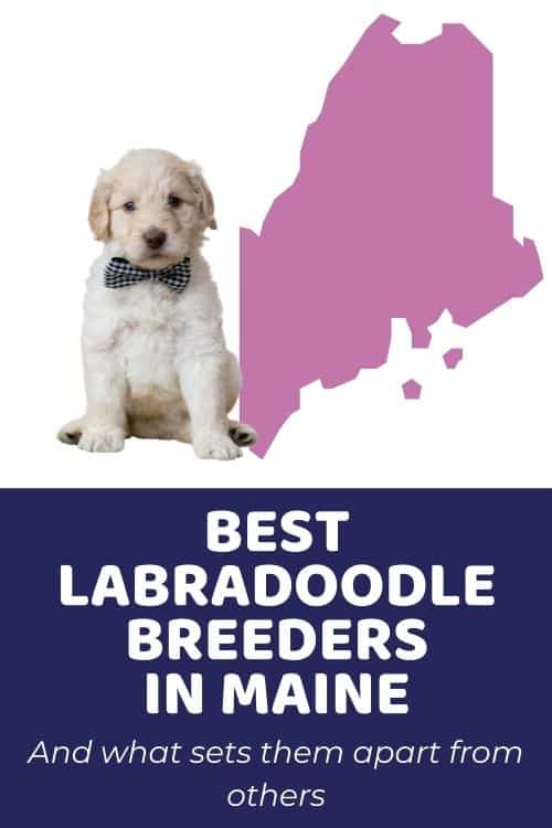 List Of Top Ethical Labradoodle Breeders In MaineList Of Top Ethical Labradoodle Breeders In Maine