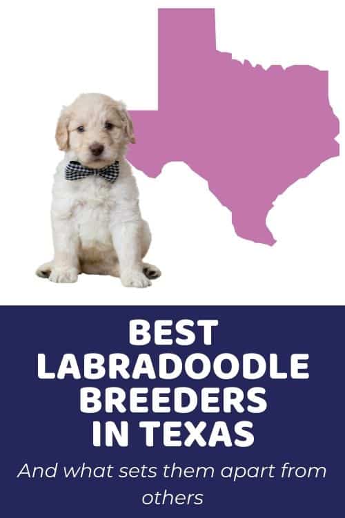 List Of Top Ethical Labradoodle Breeders In Texas