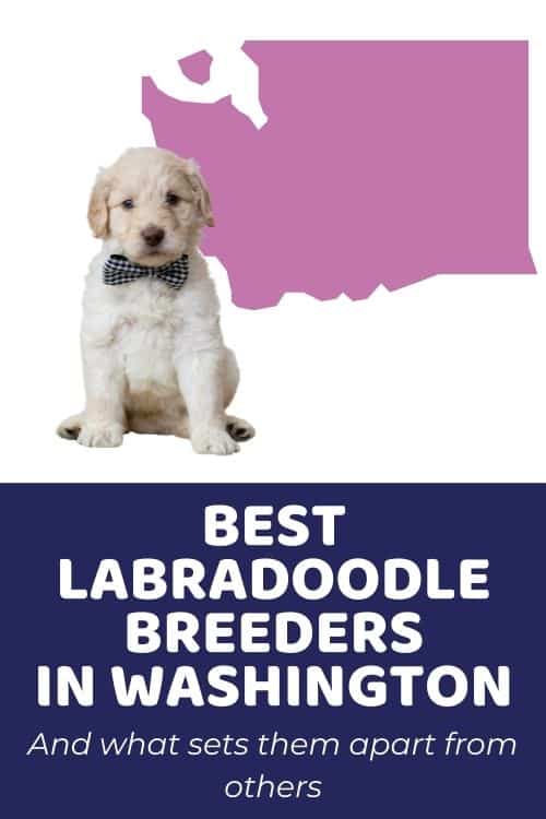 List Of Top Ethical Labradoodle Breeders In Washington