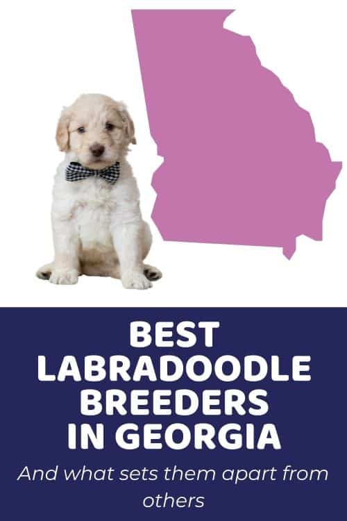 List of Top Ethical Labradoodle Breeders In Georgia
