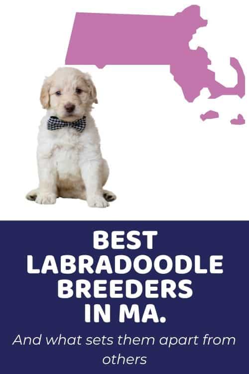 List of Top Ethical Labradoodle Breeders In Massachusetts
