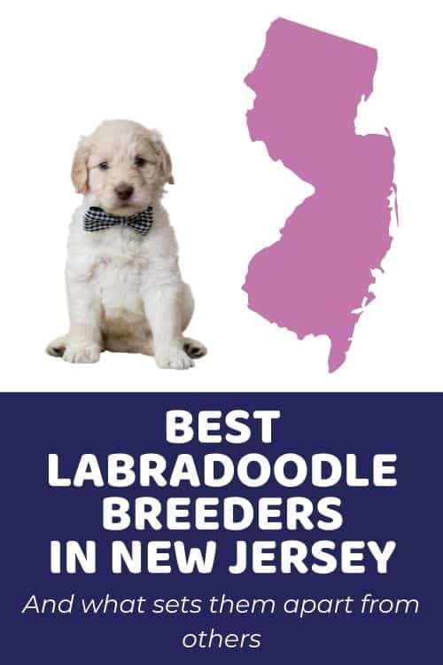 List of Top Ethical Labradoodle Breeders In New Jersey