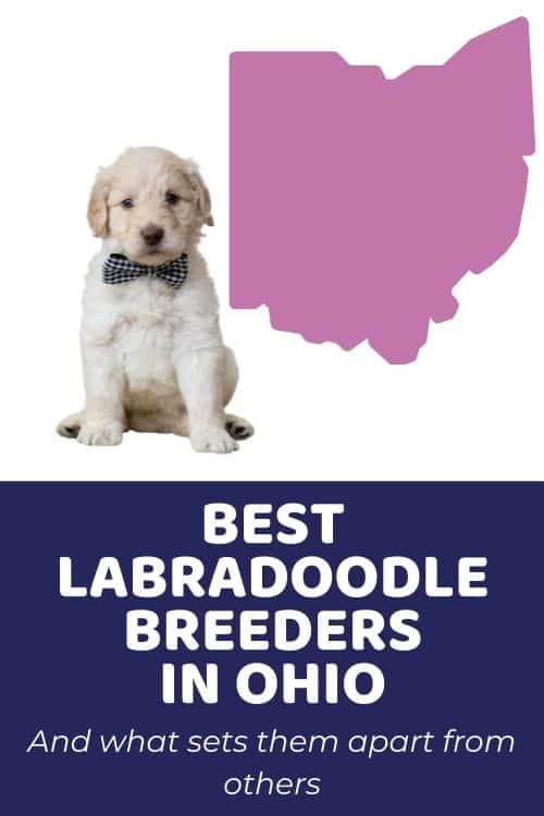 List of Top Ethical Labradoodle Breeders In Ohio