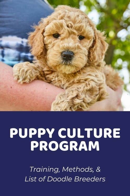 Puppy Culture Program Training, Methods, & List of Doodle Breeders