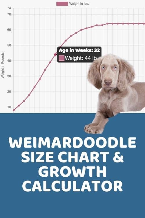 Weimardoodle Size Guide Size Chart & Growth Patterns