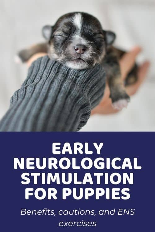 What Is Early Neurological Stimulation for Puppies ENS ExplainedWhat Is Early Neurological Stimulation for Puppies ENS Explained