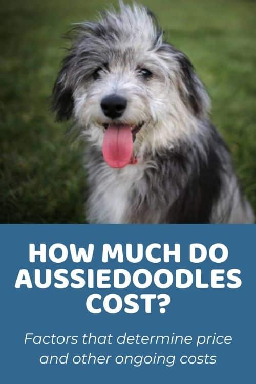 Aussiedoodle Price How Much Do These Dogs Actually Cost