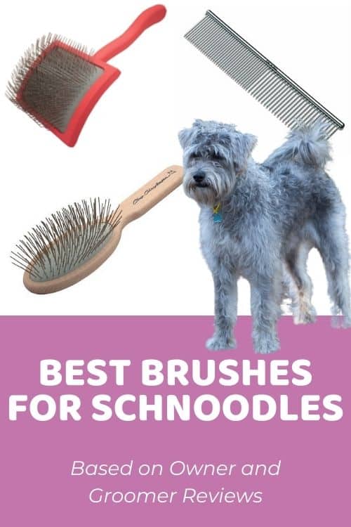 Best Brush for Schnoodles Based on Owner and Groomer Reviews