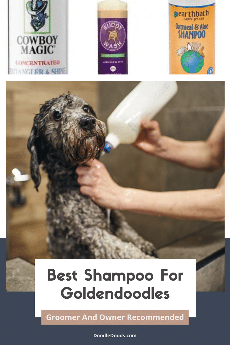 Best Shampoo for Goldendoodles