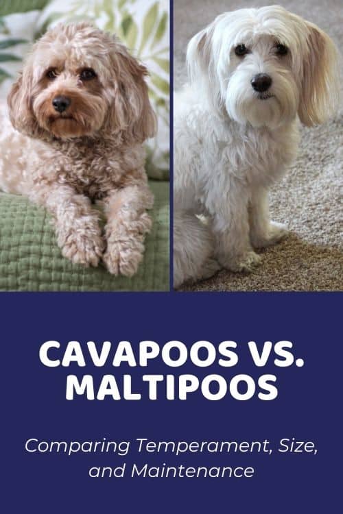 Cavapoo vs Maltipoo Comparing Temperament, Size, and Maintenance