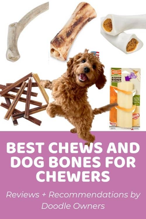 Chews + Best Dog Bones for Chewers Reviews and Recommendations