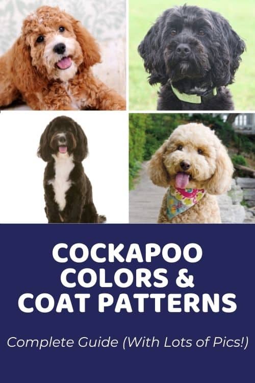 Cockapoo Colors & Patterns Complete Guide (With Pics!)