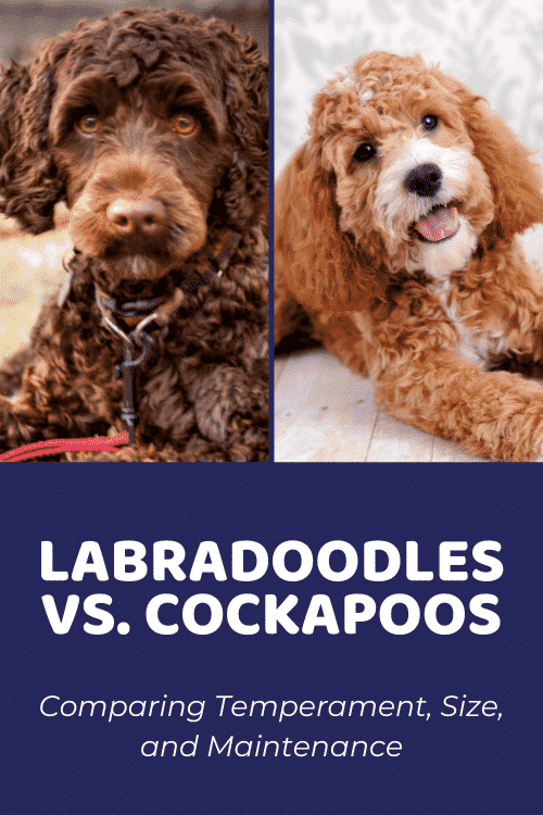 Cockapoo vs Labradoodle Comparing Temperament, Size, & Maintenance