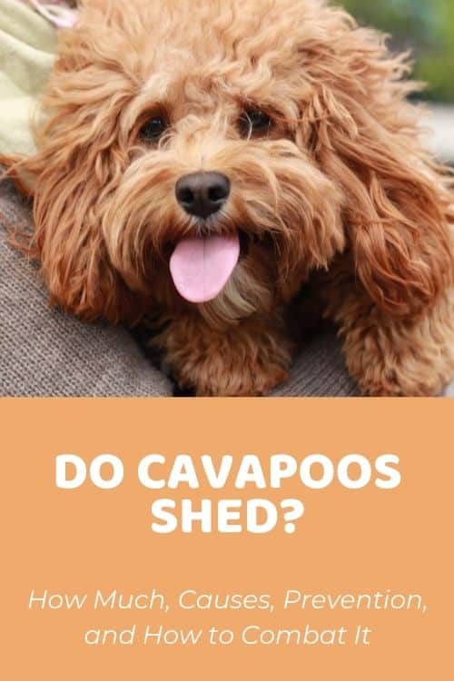 Do Cavapoos Shed How Much, Causes, Prevention, and How to Combat It