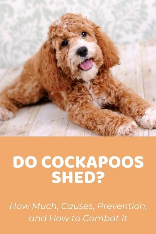 Do Cockapoos Shed? How Much, Causes, Prevention, and How to Combat It