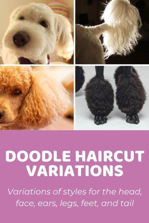 Doodle Haircut Styles Variations With Pictures for #Inspo! (Part 2)