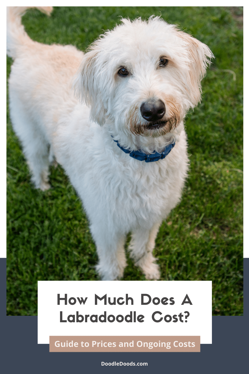 Labradoodle Cost