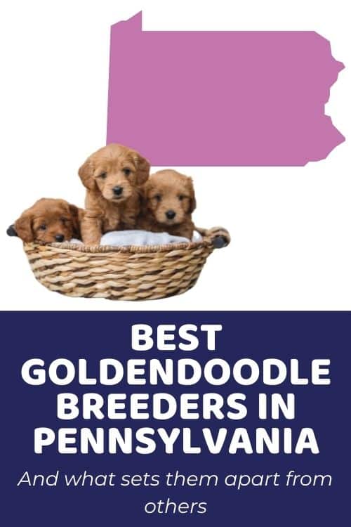 Goldendoodle Puppies for Sale in PA Top Ethical Breeders In Pennsylvania
