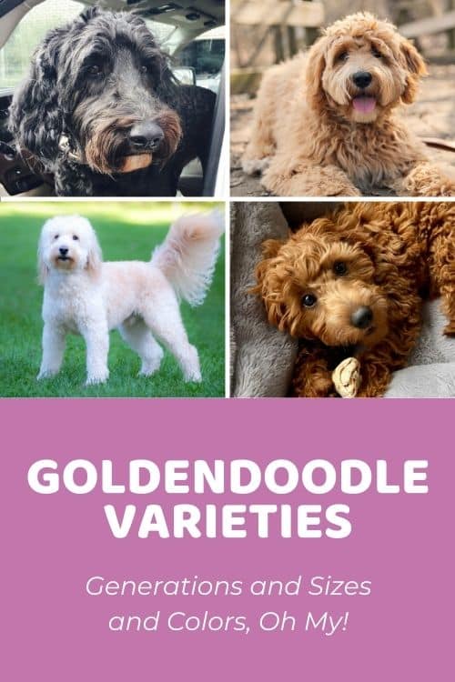 Goldendoodle Varieties Generations and Sizes and Colors, Oh My!